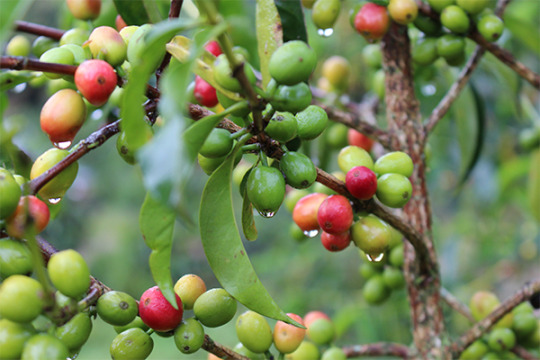 specialty coffee cherries on a tree in Ethiopia