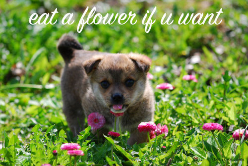 buzzfeed:13 Motivational Dog Posters That Will Really Make You...