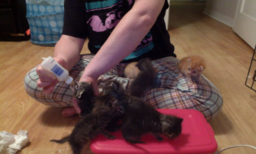 roundandtalented:If you’re looking to adopt a kitten or two,...