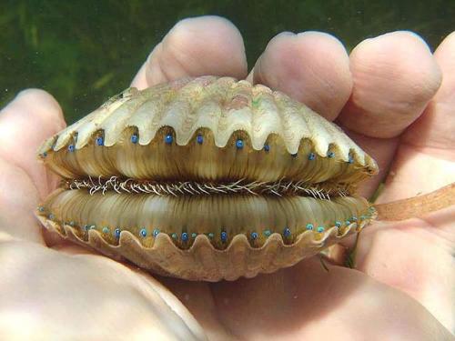 sixpenceee:Eyes and teeth of a scallop