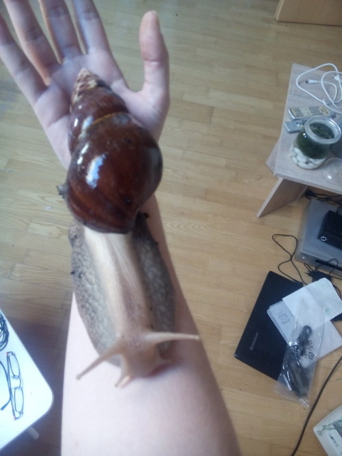 vetling& 039;s pet vetling& 039;s petling submission snail