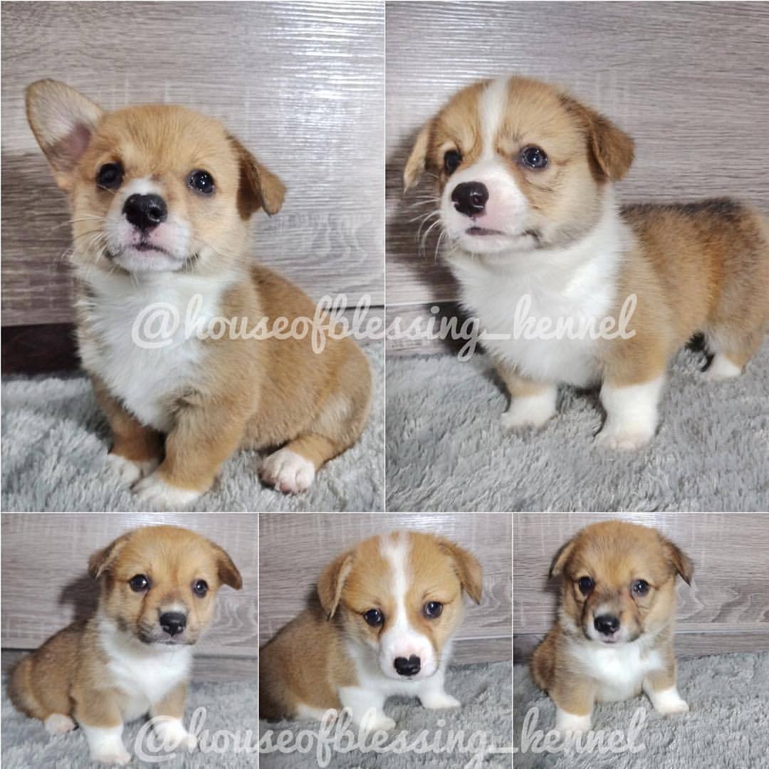 41+ Anjing welsh corgi dijual ideas