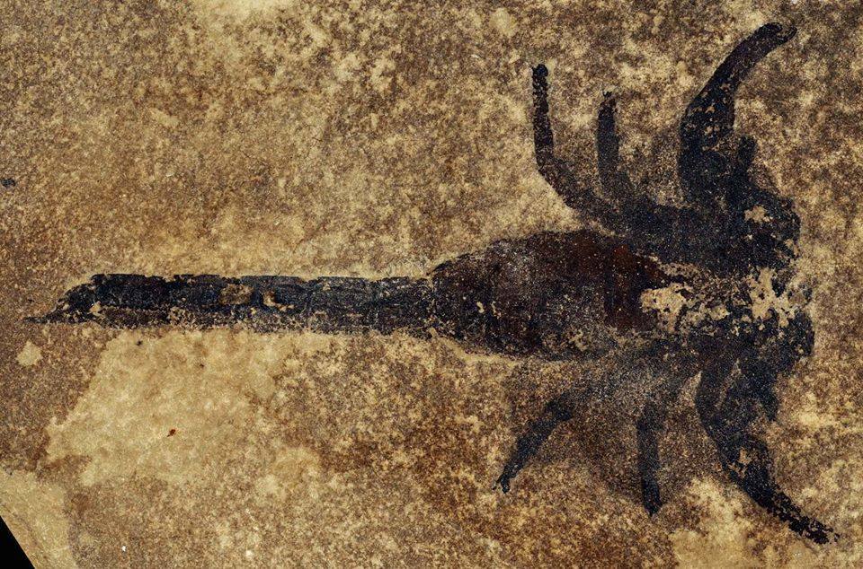 earthstory:
“Ancient Scorpions may have Lived in Water but Walked on Land
Paleontologists have hypothesized that scorpions evolved on the seafloor, but some recently discovered fossils have scientists reconsidering exactly how it happened....