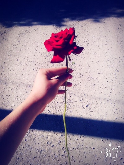 Trandafiri Tumblr