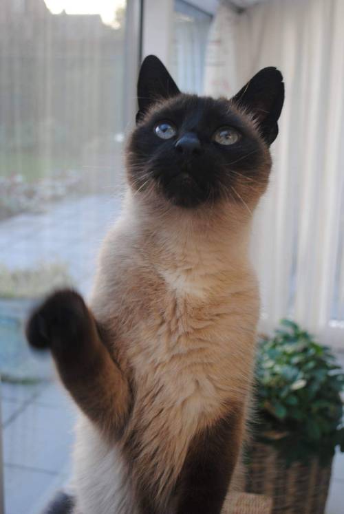 cutecatpics
