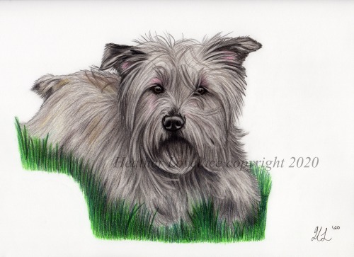 petportraitsbyheatherlovelace