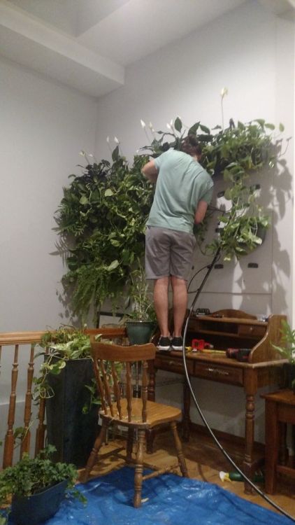 solarpunk-aesthetic:How to Build a Jungle WallA wall mounted...