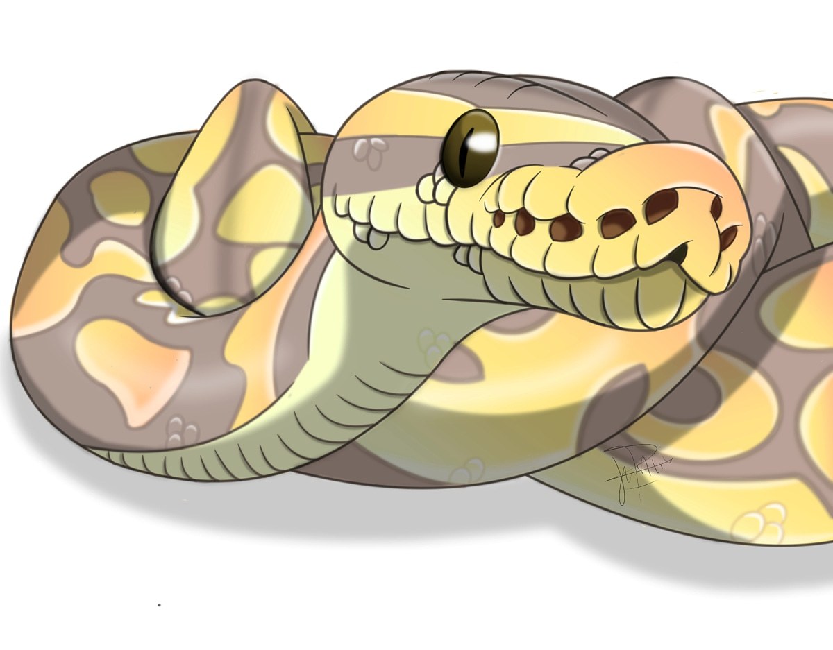 Art Sketch Doodle Snake Noodle Ball Python Draken Tekeningen Dier Images