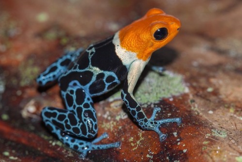 lovingexotics: Red-Headed Poison Frog Ranitomeya Fantastica ...