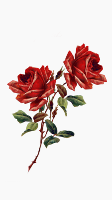 Tumblr Hintergrundbilder Rosen