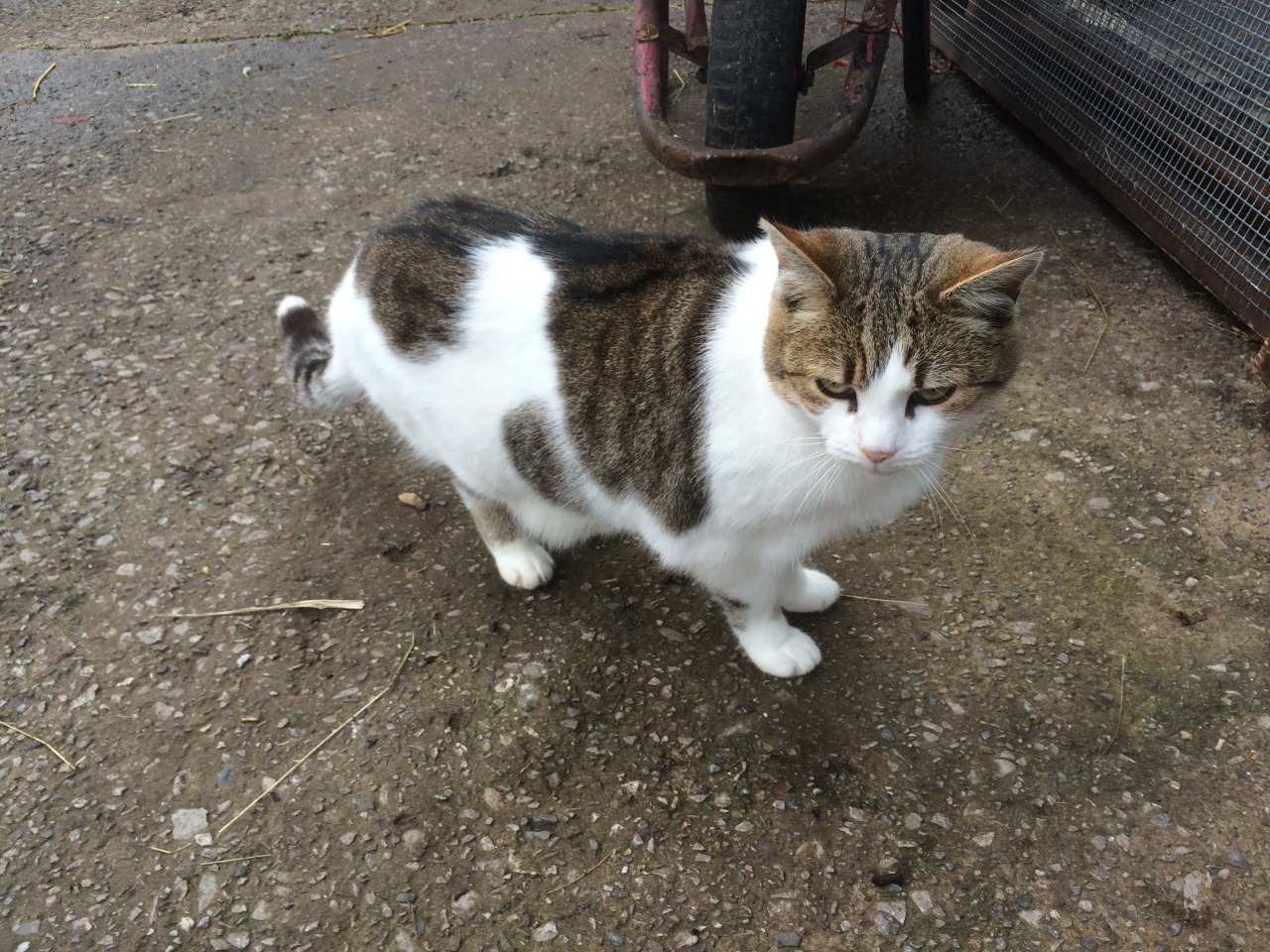 Famous cats  of Sheffield   Jerry Heeley City Farm 