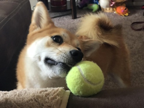 dogs lol shiba inu ball dog aww funny silly