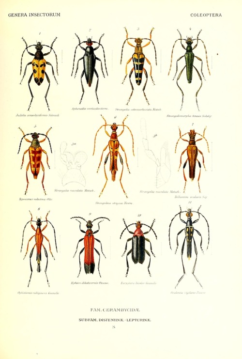 Genera insectorum.By Townsend, Lee Hill, 1903- Wytsman, P....