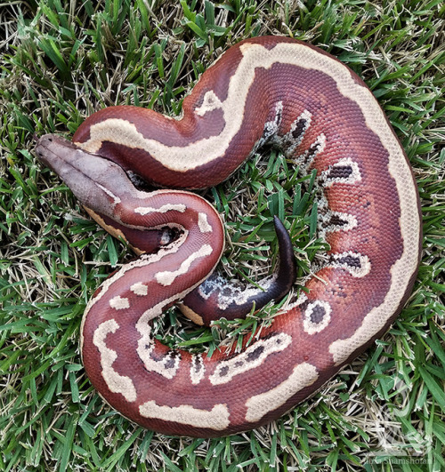 fimbry:Pongo boy ♥Python brongersmai