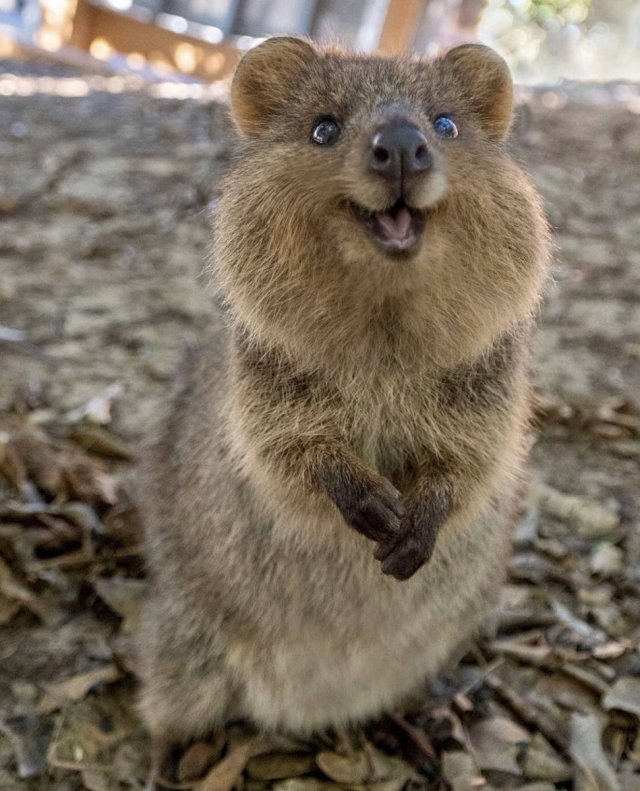 quokka on Tumblr