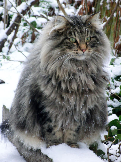 hollowedskin:boredpanda:20+ Of The Fluffiest Cats In The...