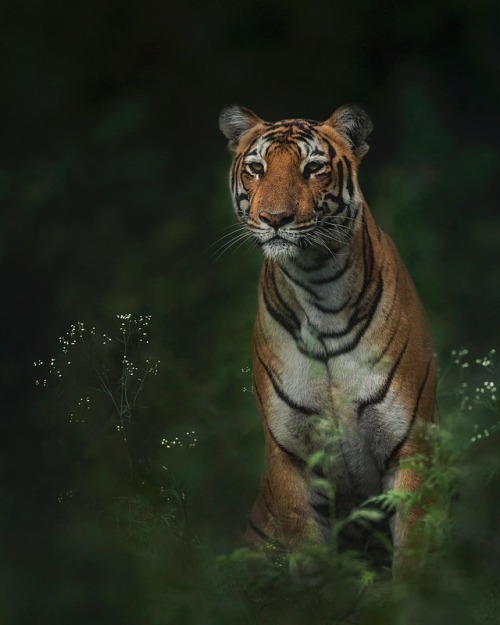 The tigress of Balleshaazjung