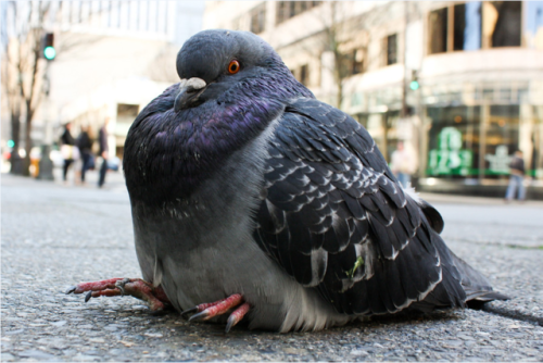 pigeonaday:Pigeon 562If you like an occasional nature image...