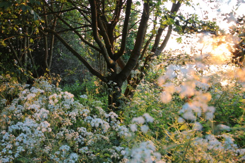 malcsawyer:Sunset at Millennium Green in North Hykeham.