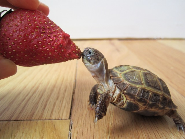 the whimsy turtle — My First Strawberry!, Part 3 (Parts 1, 2, 4, 5,...