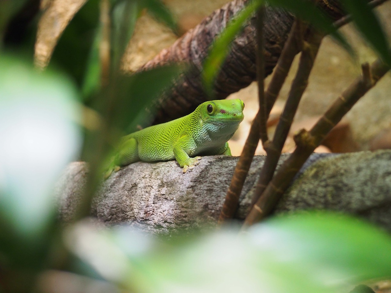 Giant day gecko (Phelsuma sp.), Melbourne Zoo... - Australia: a land of ...