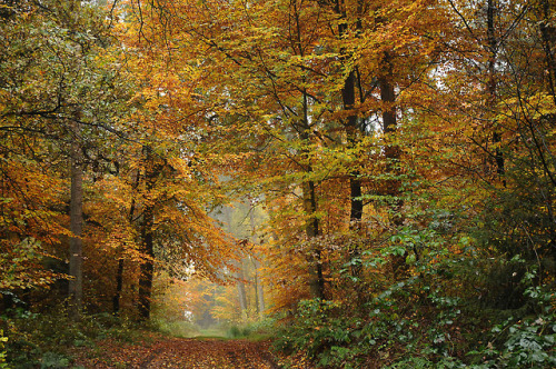 90377:Die Buchenhand - Herbst im Baccumer Wald; Lingen by...