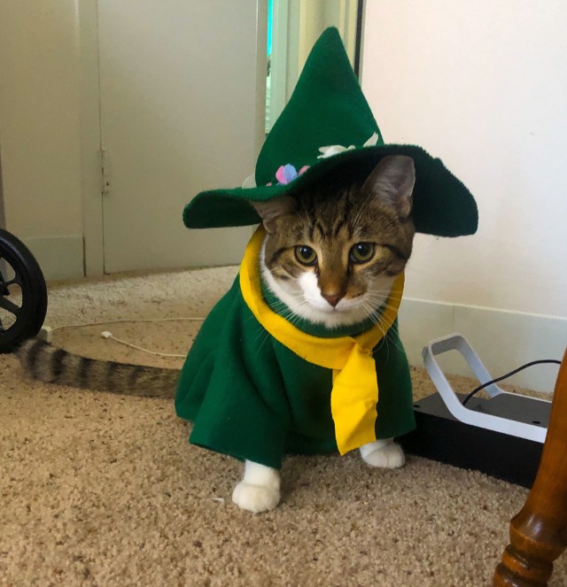 snufkin the cat, wearing a costume of snufkin from moomins. he sits staring at the camera wearing a green hat and jacket and a yellow scarf