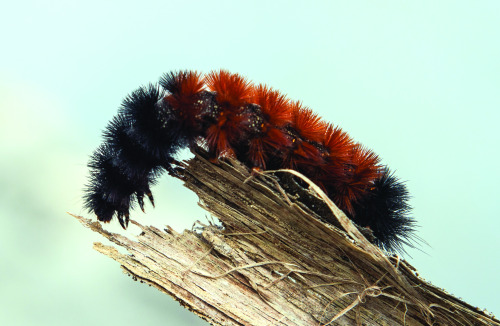 download woolly worm black