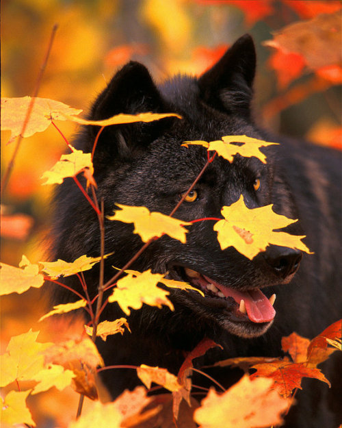 Picture by Greg Ledermann - The world of wolves