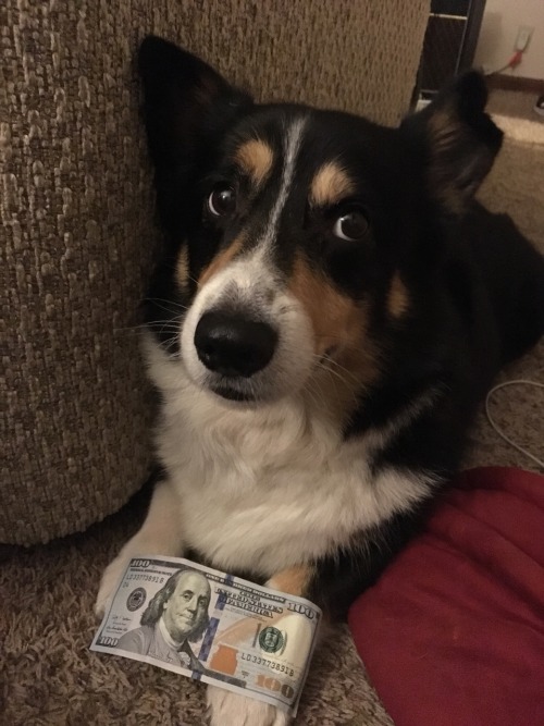 coxfoxbox:This is money corgi. Reblog in the next 30 seconds...