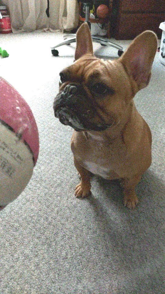 a French bulldog staring at a Nike basketball