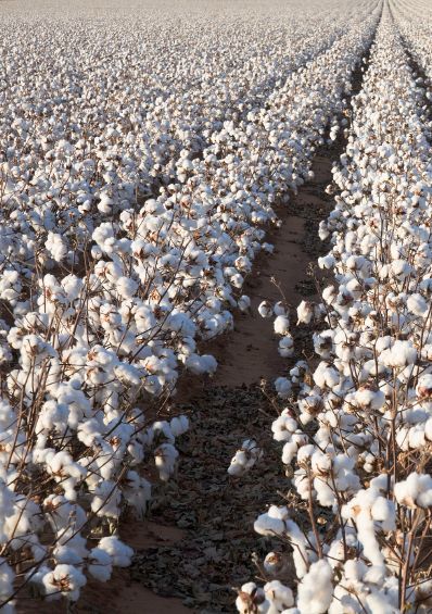 In High Cotton