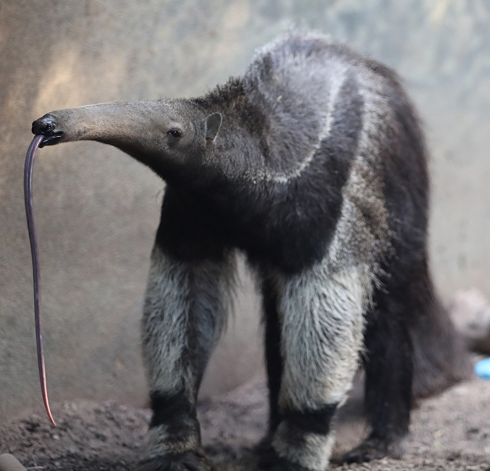 Don't Get Bit — Noodle tongue![[MORE]] The giant anteater ...