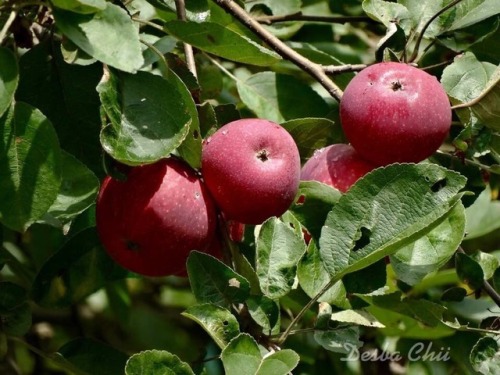 dcs6460:Macintosh apples on the tree in the back yard, and the...