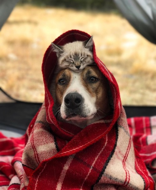 aww-so-pretty:Meet Henry The Colorado Dog and his best friend.