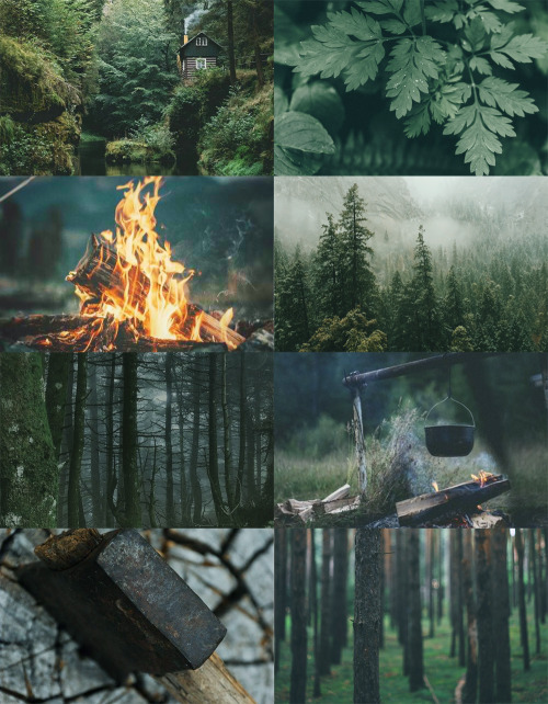 aloofaesthetique:Forest Aesthetic