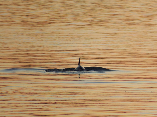 Porpoise playing at sunset in Madeira Beach.