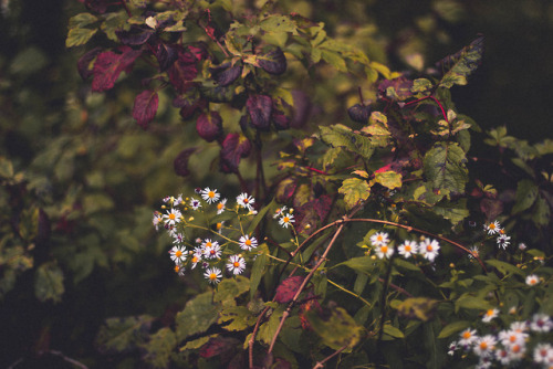 rabbitinthemeadow:The first air of autumn // Part 8