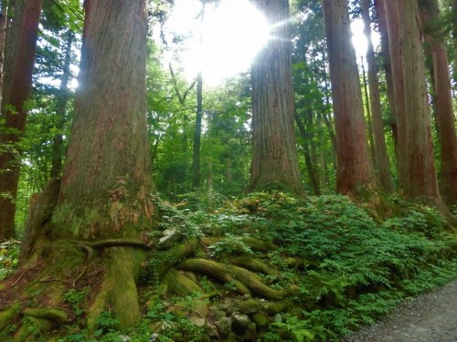 moonkheperer:Photographed on September 4, 2016 at the Togakushi...