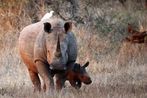 rhino extinct