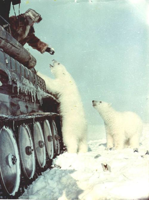 majorgeneralgiggy:Feeding polar bears from on top of a tank,...