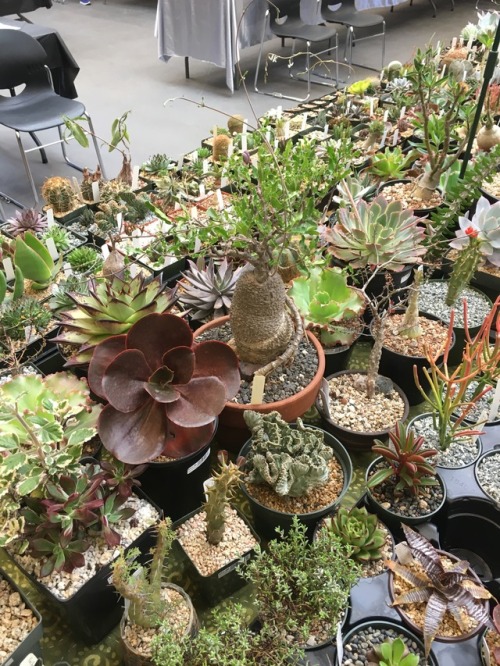 Succulent Interrupted • Sales floor at the San Francisco ...