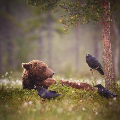 myfairylily:Brown bear (ursus arctos) and ravens. Finland |...