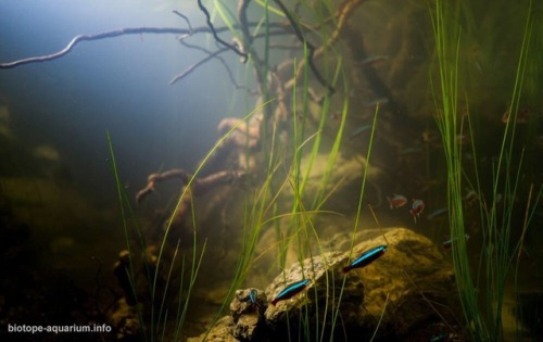 blackwaterbubbles:Cardinal tetras