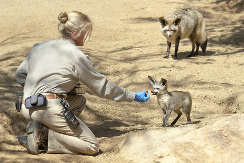 sdzoo:Do you know this fox species? Hint: they’re not kit...