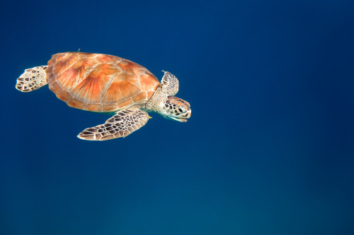 green sea turtle on Tumblr