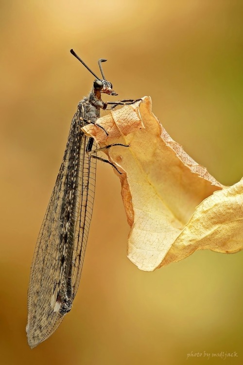 wapiti3:macro photography by Shu-Shin Chin 