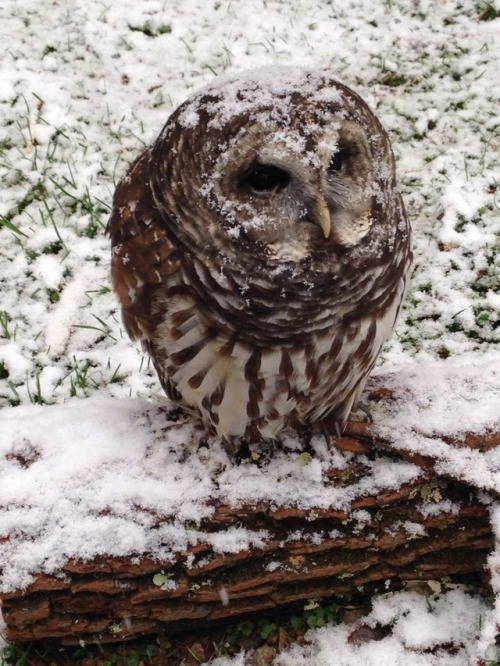 raptor center birds of prey owls eagles ravens raptors