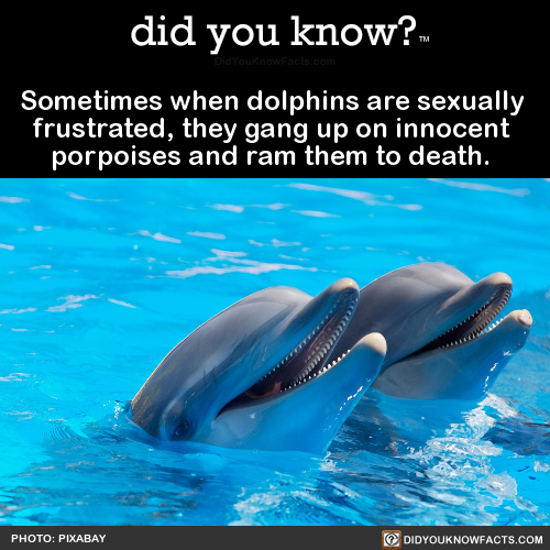 sometimes-when-dolphins-are-sexually-frustrated