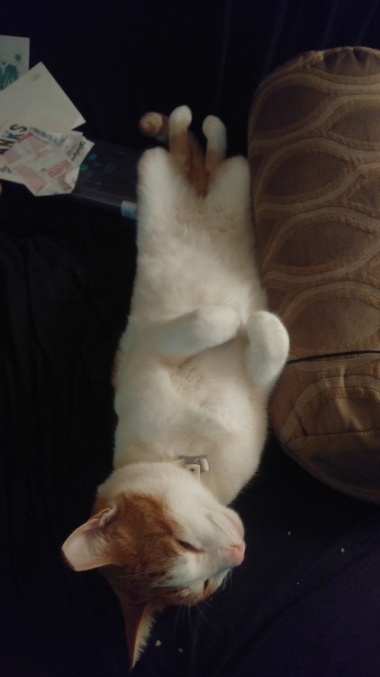 catsuggest:toaster suggests: bizarre snoozing positions